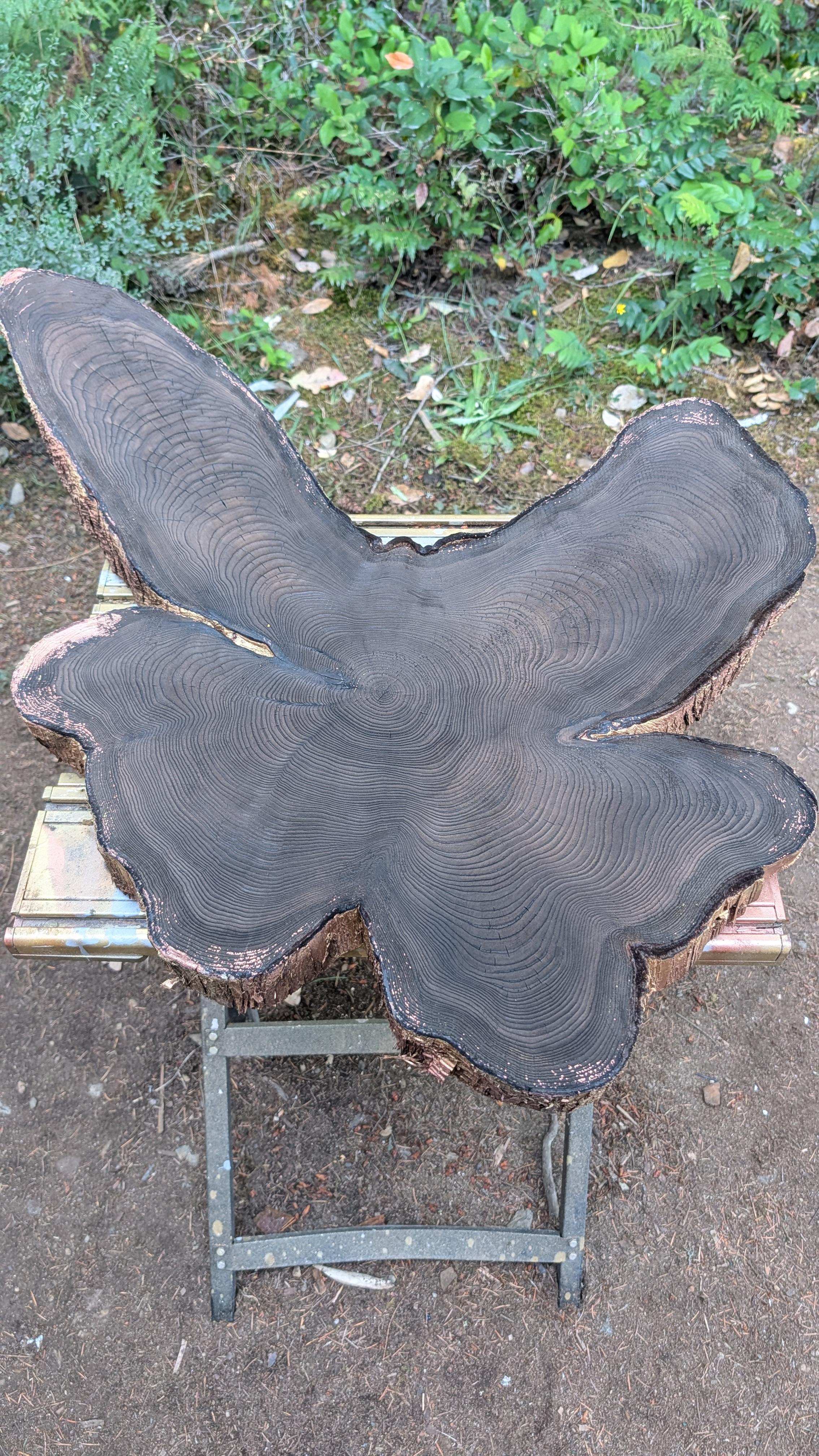 Charred red cedar slab used to create Butterfly Cedar Diptych in Cowichan Valley