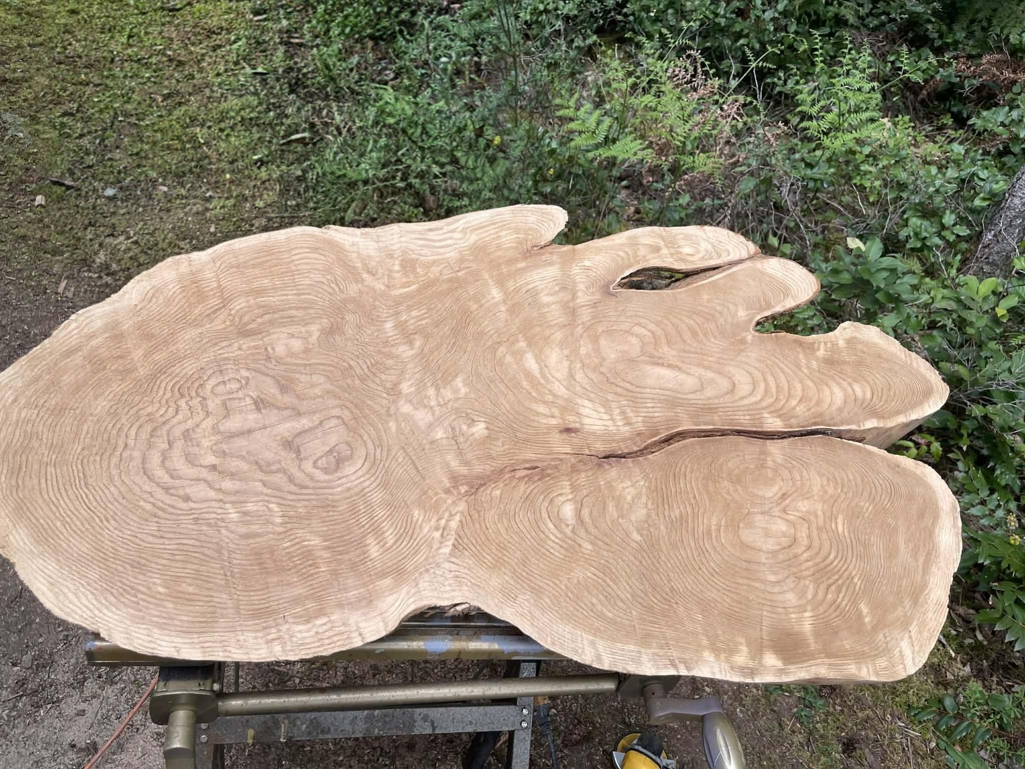 Cedar wood source for Forest Diptych No. 1 from Cowichan Valley